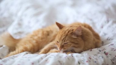 Yatakta yatarken şirin zencefil kedi. Kabarık pet uykulu görünüyor. Rahat ev arka plan.