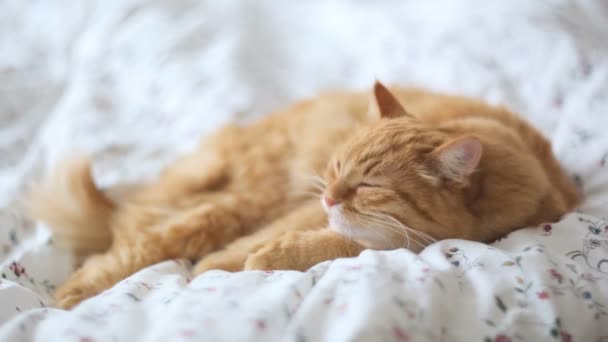 Schattig gember kat liggend in bed. Pluizig huisdier ziet er slaperig. Gezellig huis achtergrond. — Stockvideo