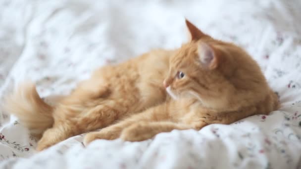 Söt ingefära katt i sängen. Fluffiga husdjur ser sömnig. Mysiga hem bakgrund. — Stockvideo