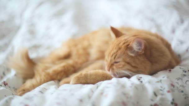 Симпатичный рыжий кот лежит в постели. Пушистый питомец выглядит сонным. Уютный домашний фон . — стоковое видео