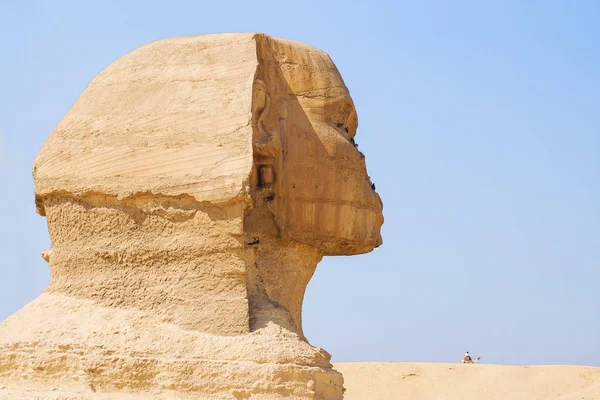 Profile of the great Sphinx. Landscape with ruined statue and a bedouin on a camel. Giza, Egypt. — Stock Photo, Image