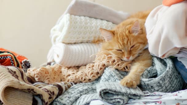 Gato de gengibre bonito dorme em uma pilha de roupas de malha. Camisolas de malha quentes e lenços são dobrados em pilhas. Animal de estimação fofo está dormindo entre os cardigans. Aconchegante casa fundo — Vídeo de Stock