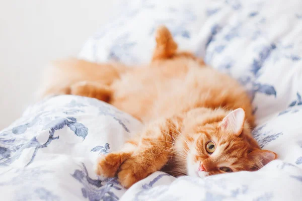 Lindo gato jengibre acostado en la cama. La mascota esponjosa parece curiosa. Acogedor fondo casero . — Foto de Stock