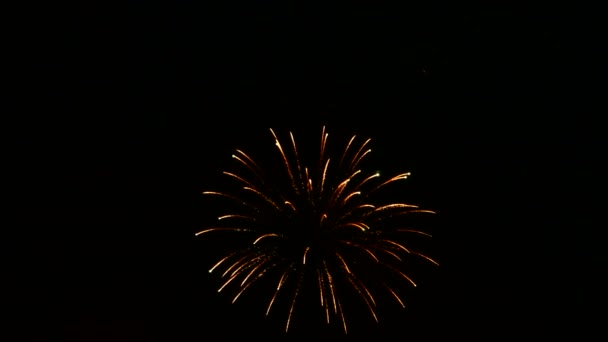 Fogos de artifício coloridos no céu escuro noturno . — Vídeo de Stock