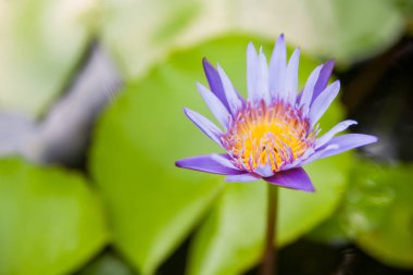 Mavi Mısır lotus (Nymphaea caerulea). Nilüfer çiçek ile doğal arka plan. Tayland.