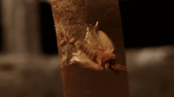 Moth fastnat på tejpen. Fjäril flaxar med sina vingar som försöker bryta tejp. — Stockvideo