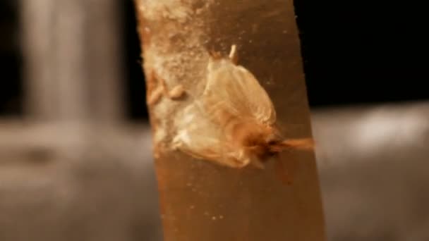 Ngengat terjebak dengan pita lengket. Kupu-kupu mengepakkan sayapnya mencoba untuk melepaskan diri dari pita . — Stok Video
