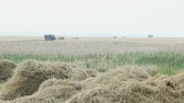 Естественный осенний сельский фон - зерновой комбинат собирает урожай с поля. Комбайн собирает пшеницу с соломой в воздухе. Россия . — стоковое видео