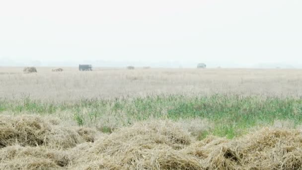 Arrière-plan rural naturel d'automne - les céréales combinées récoltent une récolte dans un champ. La moissonneuse batteuse récolte du blé avec de la paille de poussière dans l'air. Russie . — Video