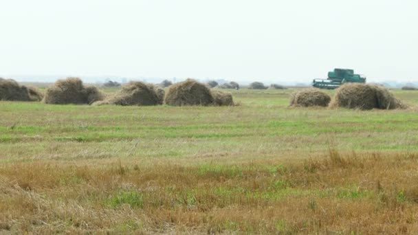 Naturliga hösten landsbygdens bakgrund - grain skördetröskan skördar en gröda från ett fält. Kombinera skördare skörden vete med damm halm i luften. Ryssland. — Stockvideo