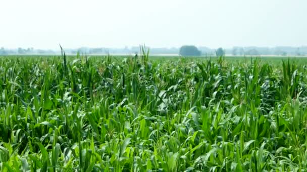 Niwa. Duże pole kukurydzy młodych. Countryside krajobraz. Tło wiejski rolnictwa. Rosja. — Wideo stockowe