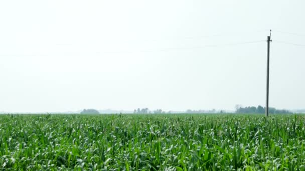 トウモロコシ畑。ヤングコーンの大規模なフィールドは。田舎の風景です。農業の背景。ロシア. — ストック動画