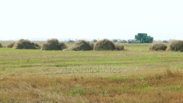 Naturliga hösten landsbygdens bakgrund - grain skördetröskan skördar en gröda från ett fält. Kombinera skördare skörden vete med damm halm i luften. Ryssland. — Stockvideo