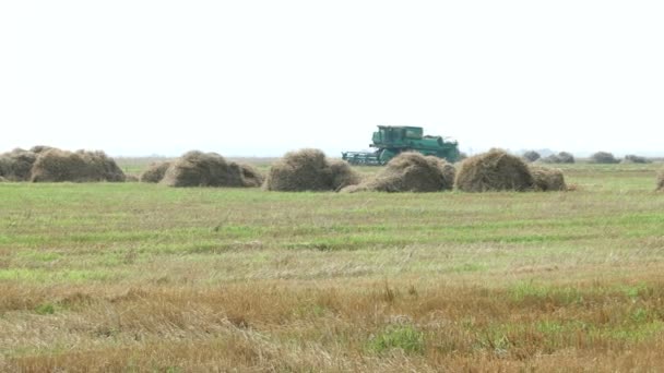 Természetes őszi vidéki háttér - a gabona kombájn arat egy növény mezőből. Össze harvester a betakarítás a levegőben lévő por szalmával búza. Oroszország. — Stock videók