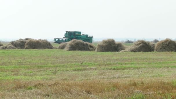 Naturliga hösten landsbygdens bakgrund - grain skördetröskan skördar en gröda från ett fält. Kombinera skördare skörden vete med damm halm i luften. Ryssland. — Stockvideo