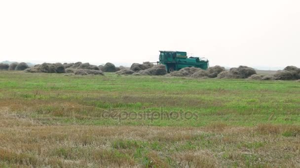 Naturalnego tła pozamiejskiego jesień - ziarna kombajn zbiera plony z pola. Łączą w sobie kombajn jest zbiorów pszenicy słomą pyłu w powietrzu. Rosja. — Wideo stockowe