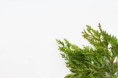 Mazı (bitki) şubeleri ile beyaz arka plan temizleyin. Metin için yer. Düz yatıyordu, en iyi görünümü.