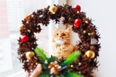 Şirin zencefil kedi pinecones ve süslemeler yapılmış el yapımı Noel çelenk ile görünüyor. Kabarık evde beslenen hayvan ana sayfa için yeni yıl süslemeleri yardımcı olur.