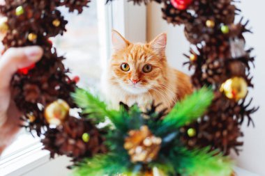 Şirin zencefil kedi pinecones ve süslemeler yapılmış el yapımı Noel çelenk ile görünüyor. Kabarık evde beslenen hayvan ana sayfa için yeni yıl süslemeleri yardımcı olur.