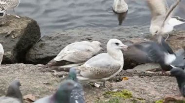 Martılar ve güvercinler birbirlerinin ekmek kırıntıları yeme kovaladı. Vyborg sahil.
