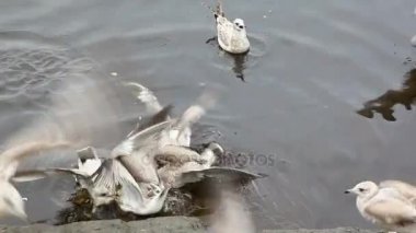 Martılar ve güvercinler birbirlerinin ekmek kırıntıları yeme kovaladı. Vyborg sahil.