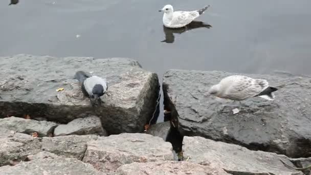 海鸥追逐一只乌鸦从吃. — 图库视频影像