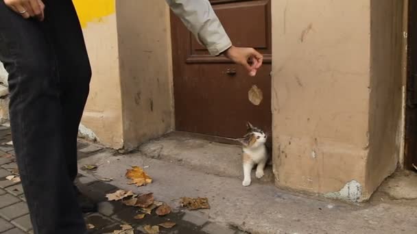 Una mujer juega con gatito callejero con la hoja caída de otoño . — Vídeos de Stock