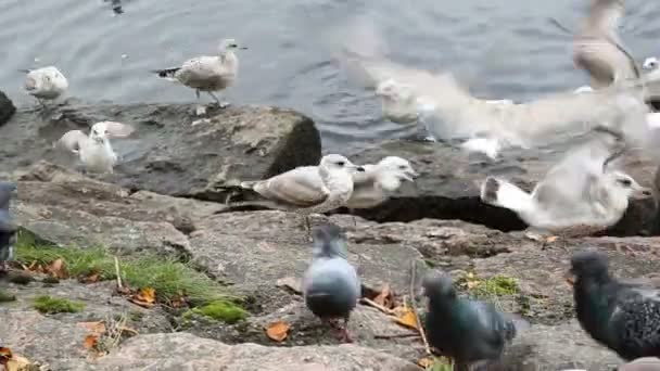 Racky a holubice honili navzájem ze stravování drobky chleba. Pobřeží ve městě Vyborg. — Stock video