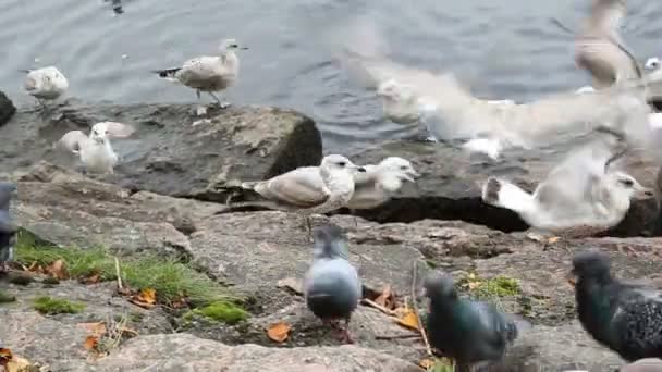 Möwen und Tauben jagten sich gegenseitig davon, Brotkrumen zu essen. Meeresküste in Wyborg. — Stockvideo