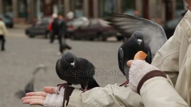 Kadın güvercin besleme. Güvercinler ekmek kırıntıları almak için birbirlerini takip.