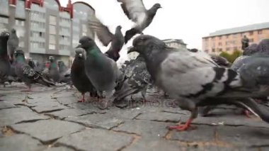 Vyborg, Rusya'nın kırmızı kare yemek arama güvercin sürüsü. Alt noktasından çekim