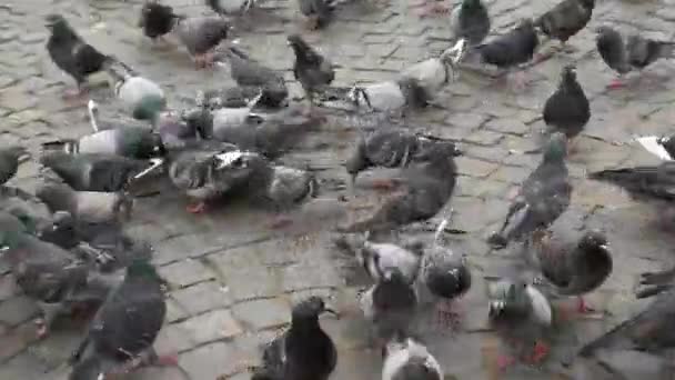 Taubenschwarm auf Nahrungssuche auf dem Roten Platz von Wyborg, Russland. — Stockvideo