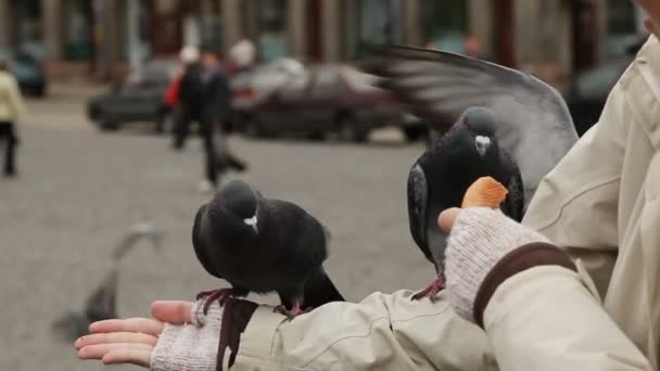 Kvinna matar duvorna. Duvor jaga varandra för att få brödsmulor. — Stockvideo