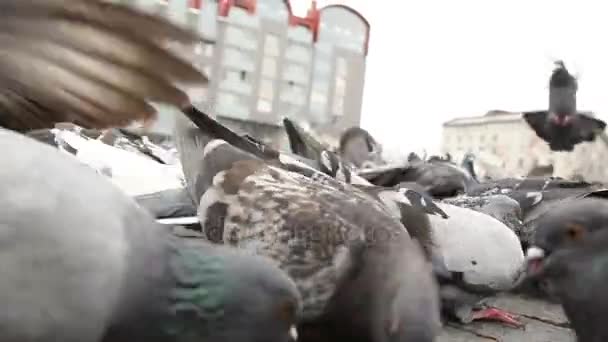Taubenschwärme auf der Suche nach Nahrung auf dem Roten Platz von Wyborg, Russland. Schießen von unten — Stockvideo