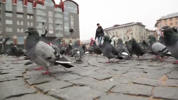 Rebanho de pombos à procura de comida na Praça Vermelha de Vyborg, Rússia. Tiro a partir do ponto inferior — Vídeo de Stock