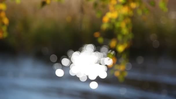 Natürlicher Herbsthintergrund - leuchtend gelbe Birkenblätter über glitzerndem Wasser. Wyborg, Russland. — Stockvideo