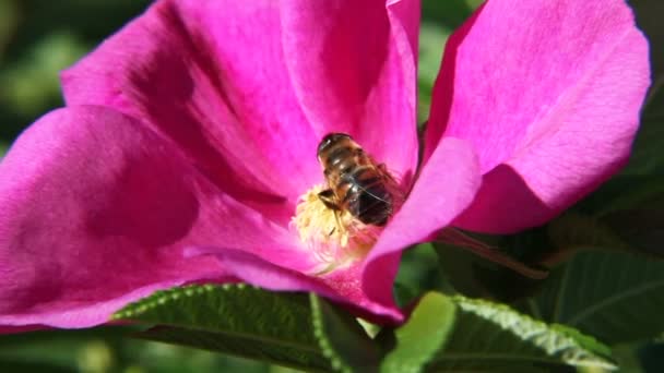 As abelhas coletam pólen nas flores da rosa selvagem. Fundo natural de verão com insetos . — Vídeo de Stock