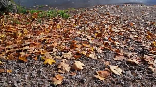 Día soleado de otoño en el parque Mon Repos, Vyborg, Rusia . — Vídeo de stock