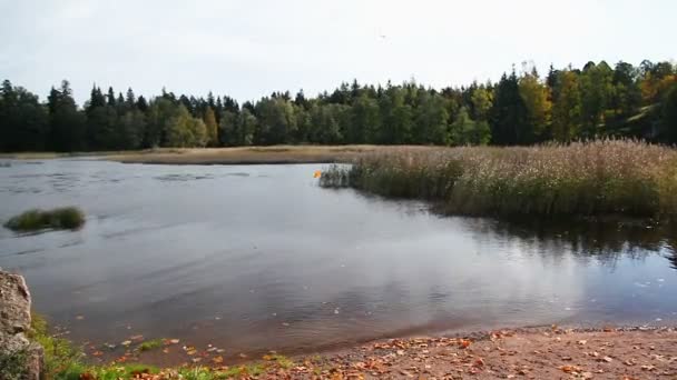 Осінній сонячний день в Mon Repos парку, Выборг, Російська Федерація. — стокове відео