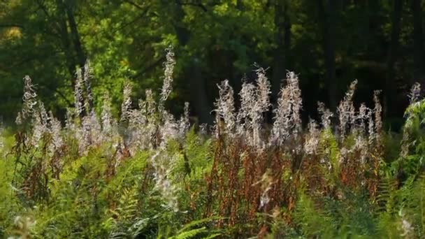 Природний літній фон - зелена трава, що погойдується на вітрі. Сонячний день у лісі . — стокове відео