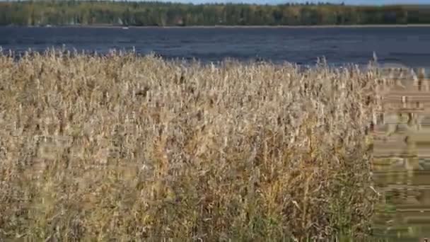 Vue sur la baie de Vyborg. Foin ensoleillé d'automne dans le parc Mon Repos, Vyborg, Russie . — Video