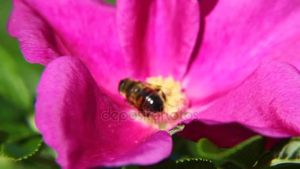 As abelhas coletam pólen nas flores da rosa selvagem. Fundo natural de verão com insetos . — Vídeo de Stock