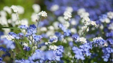 Unutma çiçekler. Doğal yaz arka plan.