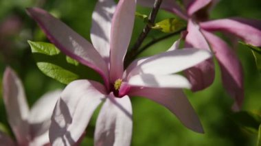 Manolya susan Manolyagiller, M.stellata, M.liliflora. Doğal kaynak arka plan ile çiçek çiçekler.