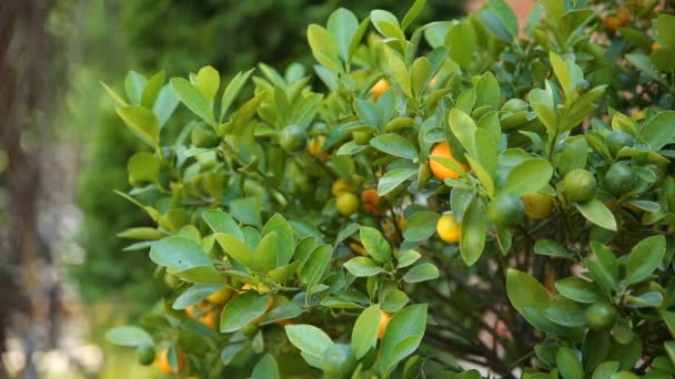 Citrofortunella microcarpa calamondin. natürlicher Hintergrund mit Calamondinfrüchten im Laub. — Stockvideo