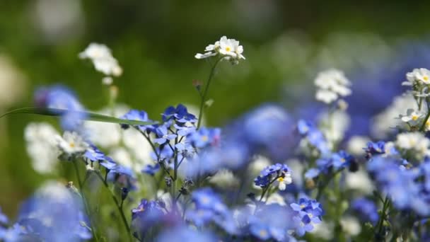 Forget-me-not flowers. Natural summer background. — Stock Video