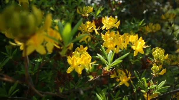 Rhododendron luteum ljungväxter. Ljusa blommor på grön naturliga bakgrund. Solig sommarmorgon i trädgården. — Stockvideo