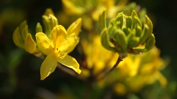 Rhododendron luteum (Ericaceae). Heldere bloemen op groene natuurlijke achtergrond. Zonnige Zomerochtend in tuin. — Stockvideo