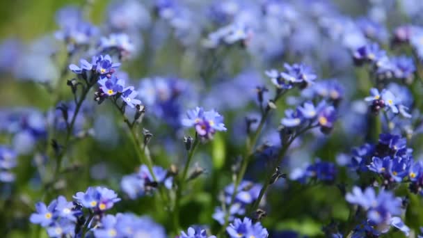 Forget-me-not flowers. Natural summer background. — Stock Video