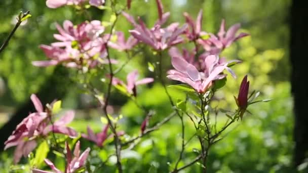 Manolya susan Manolyagiller, M.stellata, M.liliflora. Doğal kaynak arka plan ile çiçek çiçekler. — Stok video